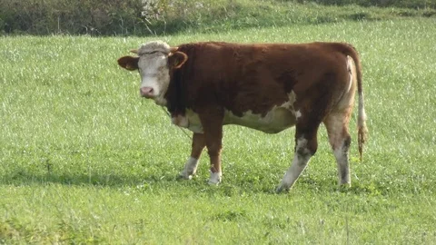 Cattle Cow Grazing On a Meadow Stock Footage 81146142