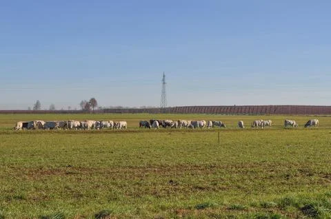 Cattle cow Stock-Fotos