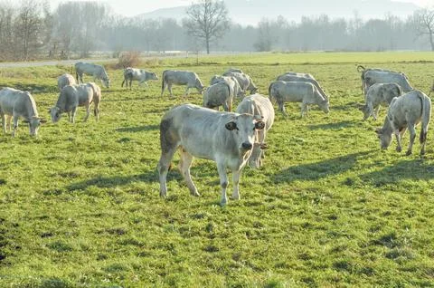 Cattle cow Stock Photos