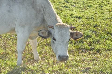 Cattle cow Stock Photos