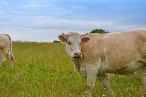 Cattle cow Stock Photos