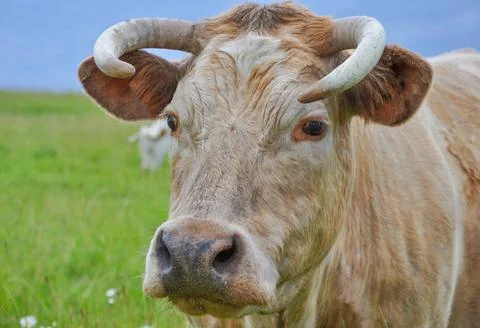 Cattle cow Foto stock