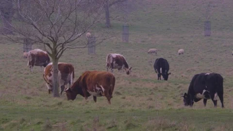 Cattle, cows, and sheep grazing in misty pasture parkland Видео 323864056