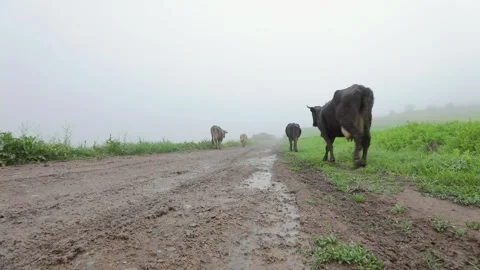 Cattle of cows and shepherds. Stock Footage 243723208
