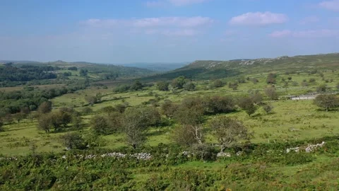 Cattle Cows on Dartmoor, Devon, England Stone Wall Vídeo Stock 220574319