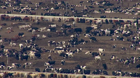 Cattle Cows Farm Stock Footage 44678922