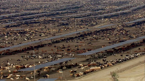 Cattle Cows Farm Stock Footage 44679151