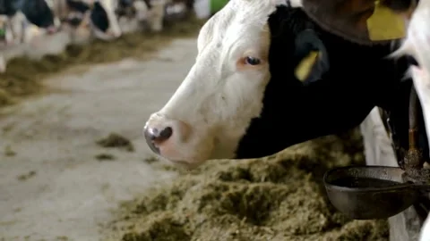Cattle cows on Farm. Red cows eating hay in the stable at cowshed calves eati Stock Footage 265876015