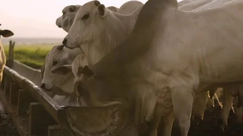 Cattle cows on Farm. Red cows eating hay in the stable at cowshed calves eati Stock Footage 265879199