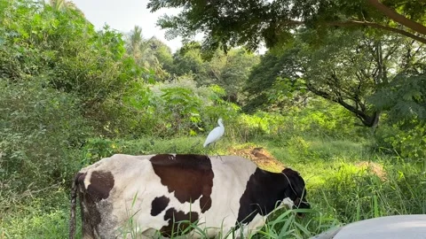 Cattle Cows In Field with egret Vídeos de archivo 167515986