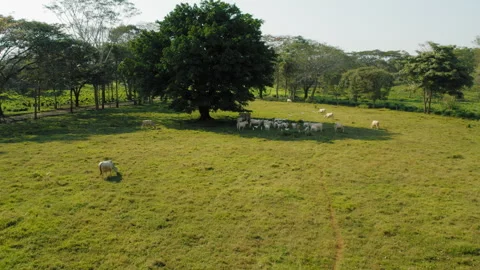 Cattle cows gathering in cool shade of large tree within Costa Rica pasture Stock-Footage 327499534