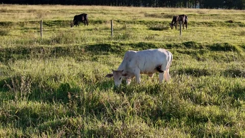 Cattle cows grazing in a field in the late afternoon Stock Footage 273526980