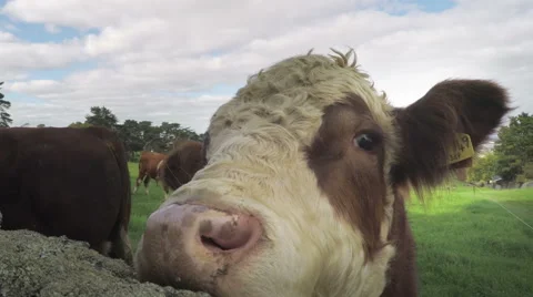 Cattle, Cows grazing in pasture Stock Footage 50225331