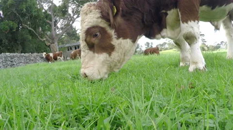 Cattle, Cows grazing in pasture Stock Footage 50225659