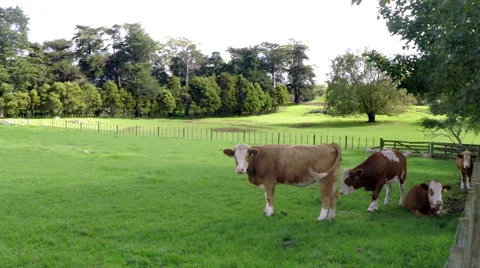Cattle, Cows grazing in pasture Stock Footage 50225811