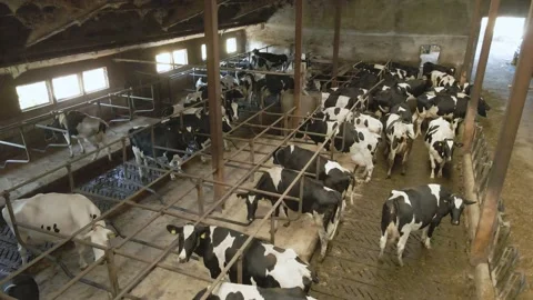 Cattle, cows in an old barn. Black and white cows 1 库存影片 223856392