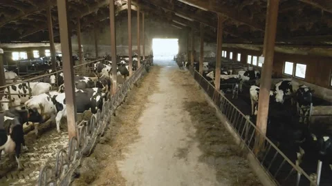 Cattle, cows in an old barn. Black and white cows 2 Vidéo 223856418