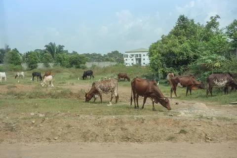 Cattle cows Stock Photos