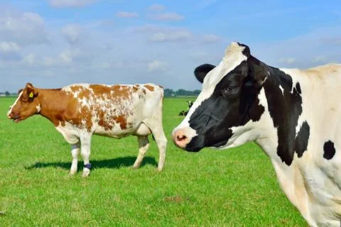 Cattle of cows standing in meadow Foto stock