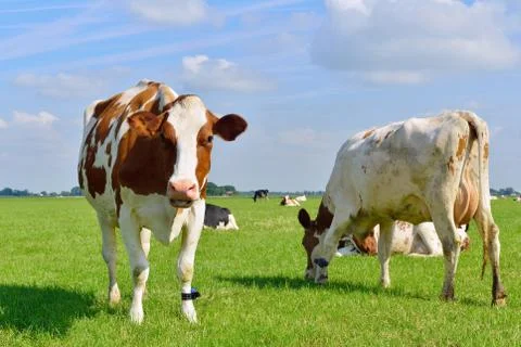 Cattle of cows standing in meadow Foto stock