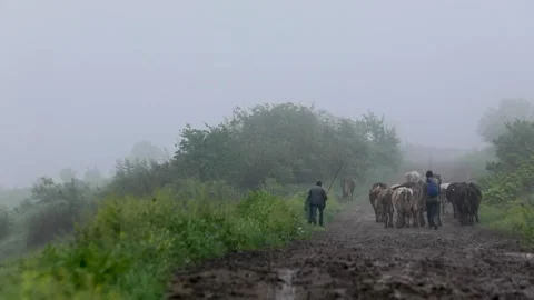 Cattle of cows walking under the guidance of shepherds. Stock Footage 243723266