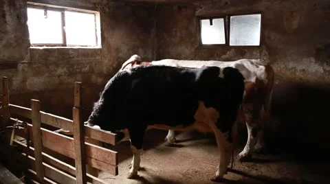 Cattle in the cowshed Stock Footage 58862715