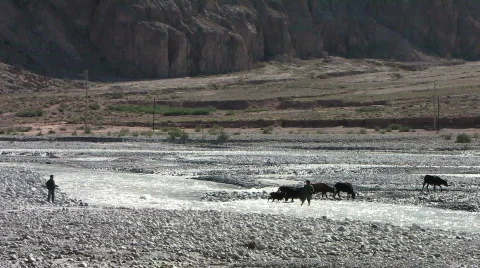 Cattle cross 2 Stock Footage 539548