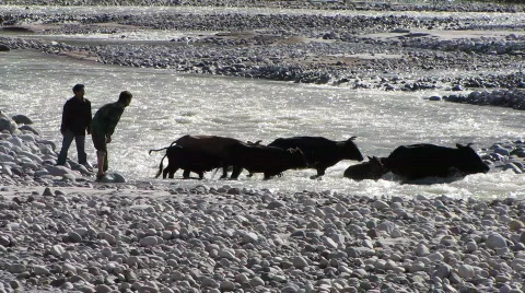 Cattle cross river Stock Footage 522471