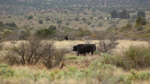 Cattle Crossing Field 2 Vídeo Stock 4004650