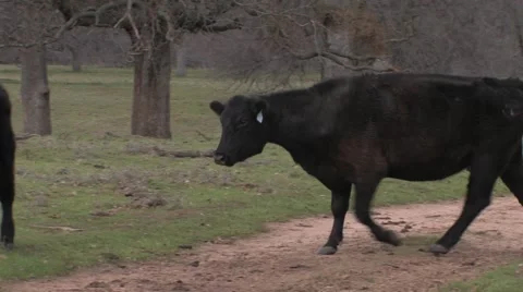 Cattle Crossing Stock Footage 49212071