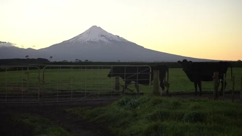 Cattle crossing Video stock 80318499
