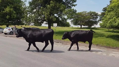 Cattle Crossing Public Road Stock Footage 244310302