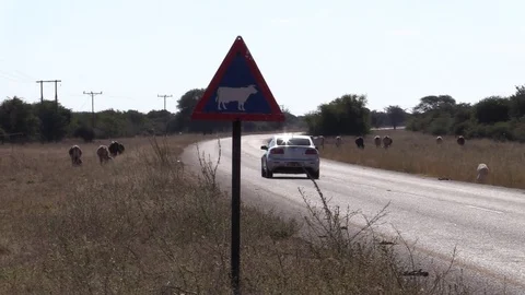 Cattle Crossing Sign in Botswana Stock Footage 79913608