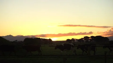 Cattle crossing on sunrise Video stock 80318421