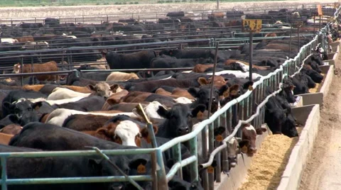 Cattle crowd the pens of a feedlot operation. Stock Footage 40267739