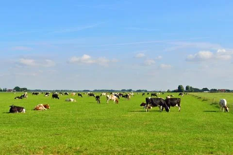 Cattle of dairy cows in field Foto stock