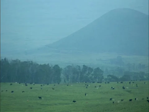 Cattle at Dawn Video stock 22244405