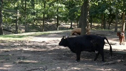 Cattle Defecating Stock Footage 81906613