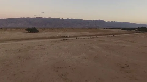 Cattle in the Desert Aerial View Stock Footage 70963290
