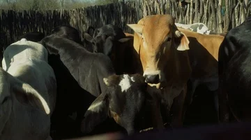 Cattle in desert Stock Footage 86009239