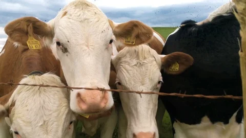 Cattle of different breeds stand in a row. The camera comes close. They have Stock Footage 112659495