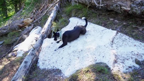 Cattle dog rolling in snow Stock Footage 312002724
