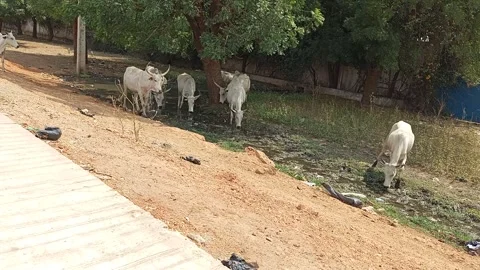 Cattle Drinking Water Guided By Young Herder By Roadside Kano Nigeria Vídeo Stock 328224658