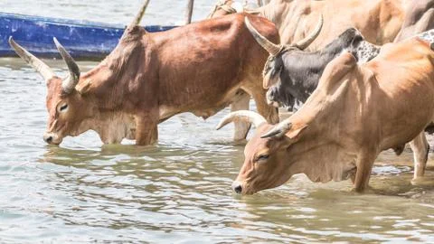 Cattle drinking water Stock Photos