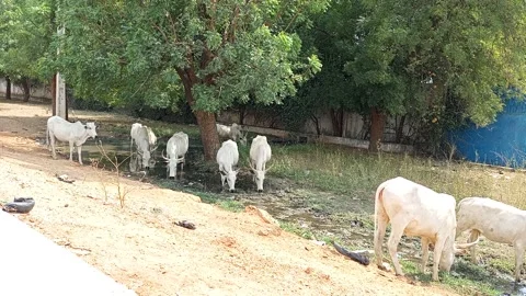 Cattle Drinking Water From Shallow Pond In Grassy Area Kano Nigeria Stock-Footage 328224272