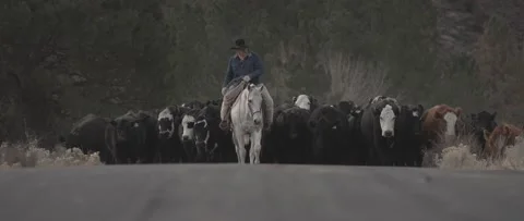 Cattle Drive 2 Stock Footage 238405469