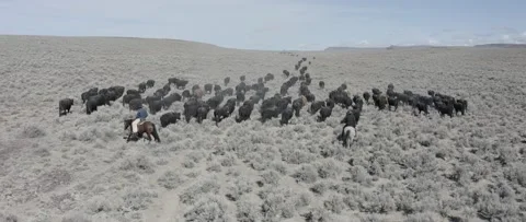 Cattle Drive 2 Stock Footage 238405667
