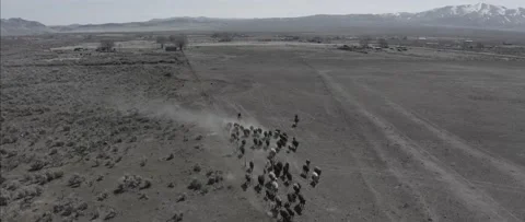 Cattle Drive 3 Stock Footage 238405537