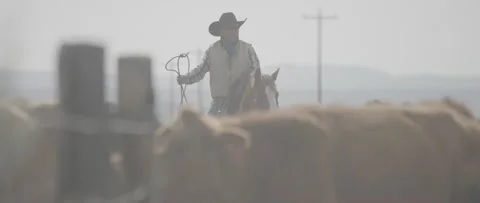 Cattle Drive 5 Stock Footage 238405520