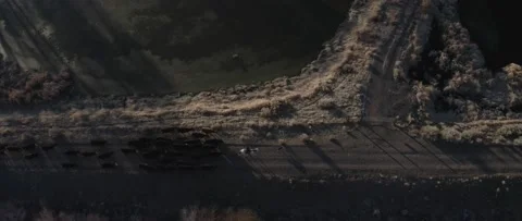 Cattle Drive Aerial Stock Footage 238405536